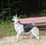 Chiots VEO de l'Elevage Veo Reve.
