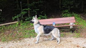 Chiots VEO de l'Elevage Veo Reve.